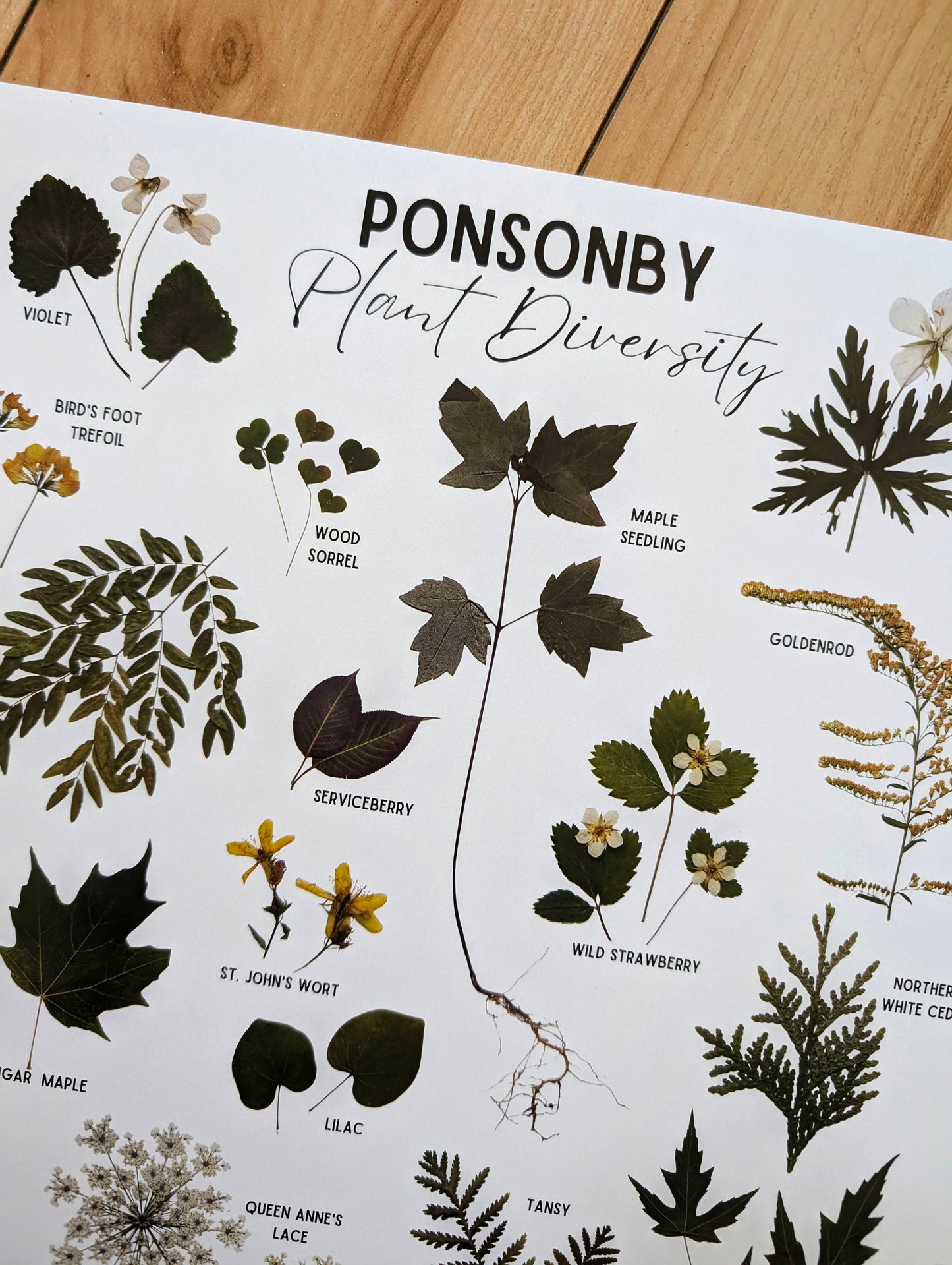 Ponsonby Botanical Print
