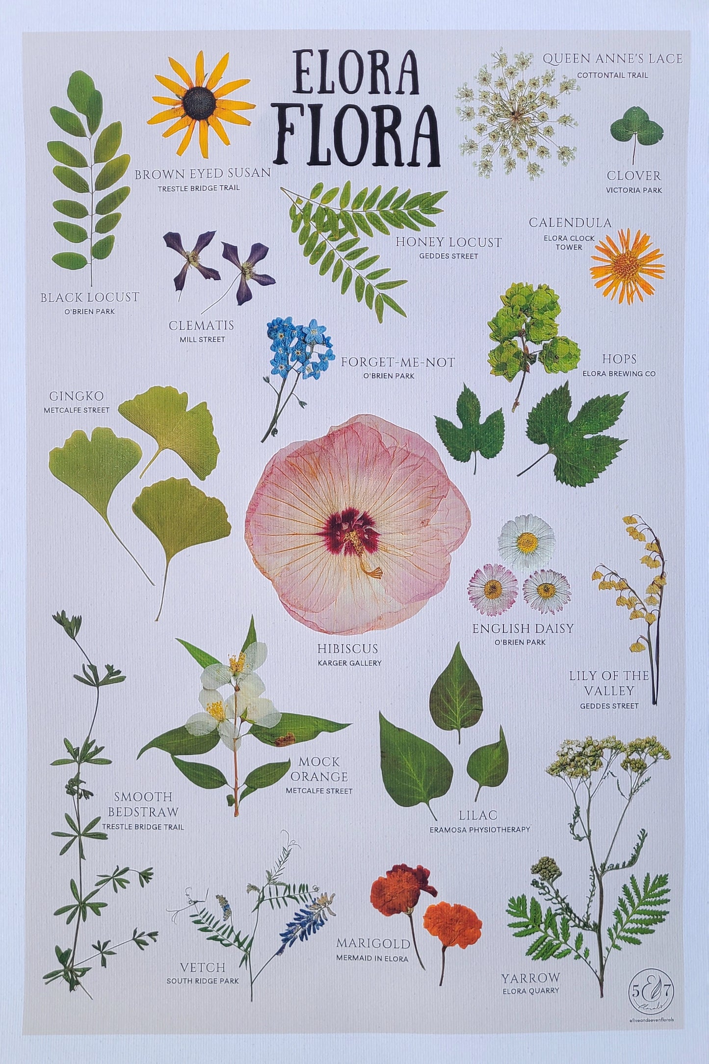 Elora Flora Botanical Print