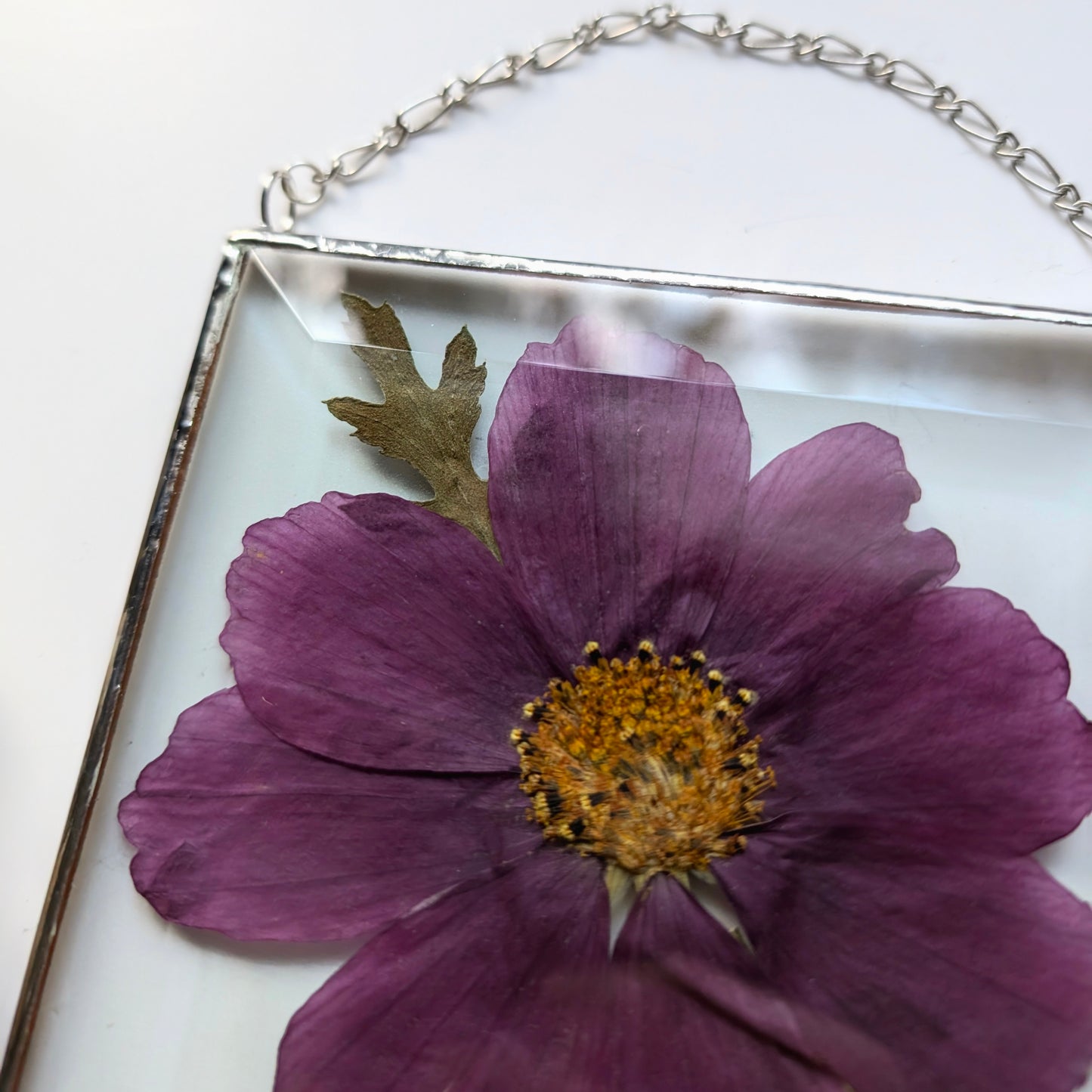 Purple Cosmo Floral Frame