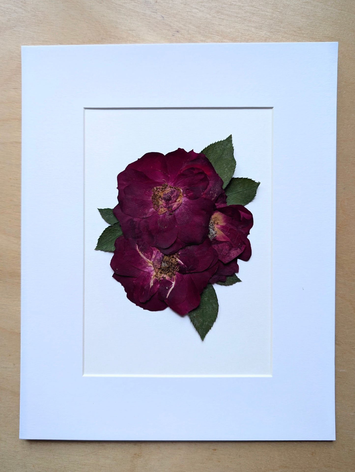 Garden Rose 8x10 Botanical Art