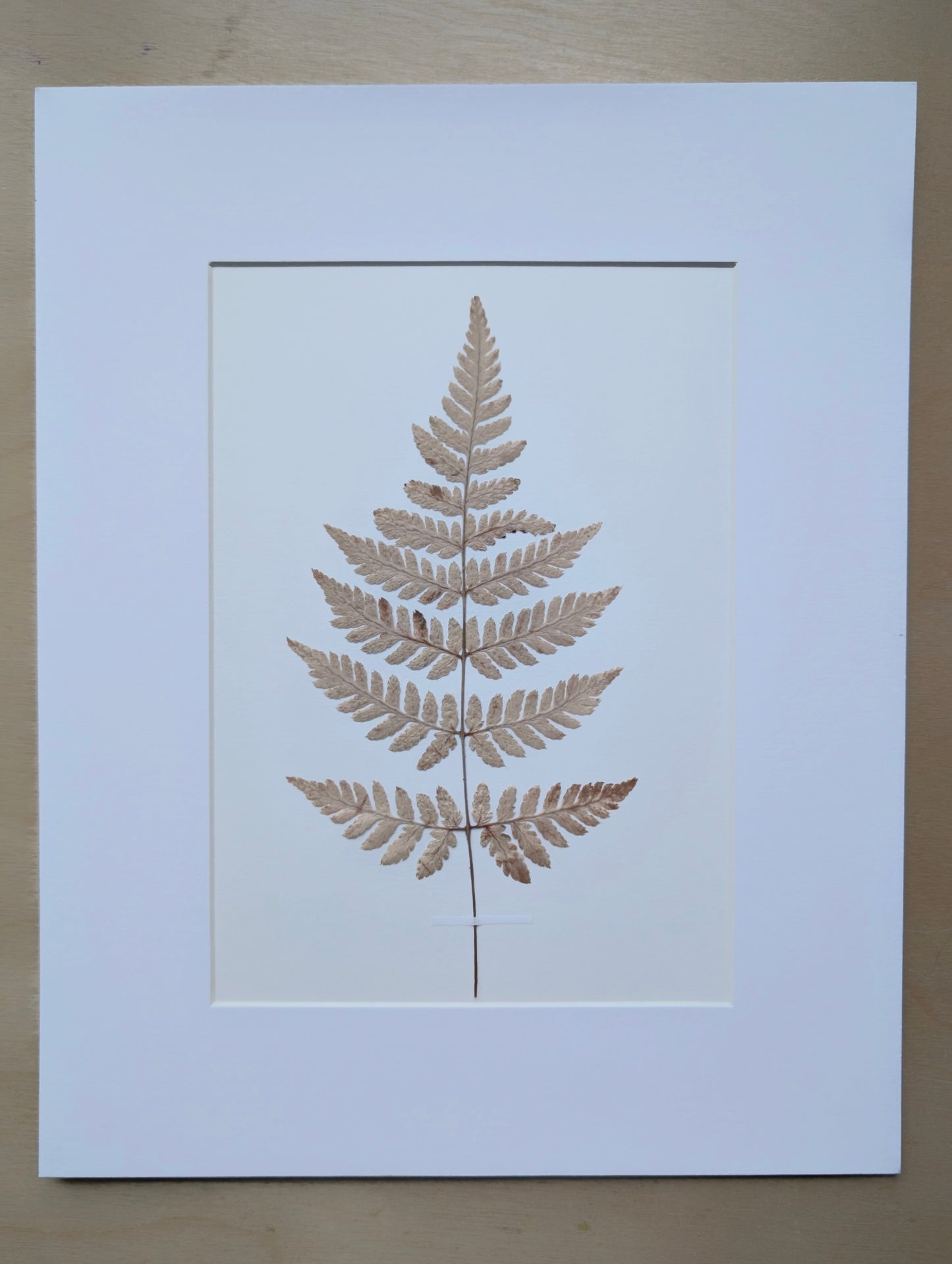 Bleached Fern 8x10 Botanical Art