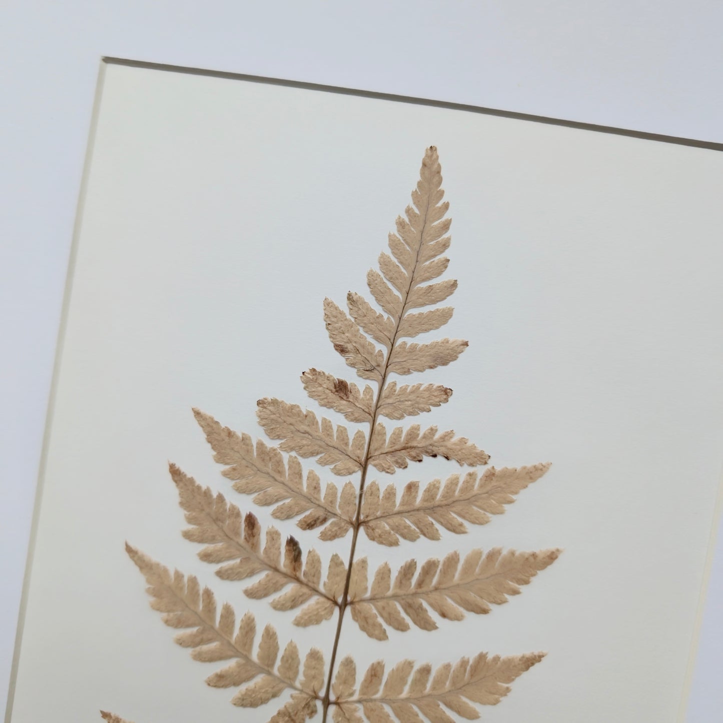 Bleached Fern 8x10 Botanical Art