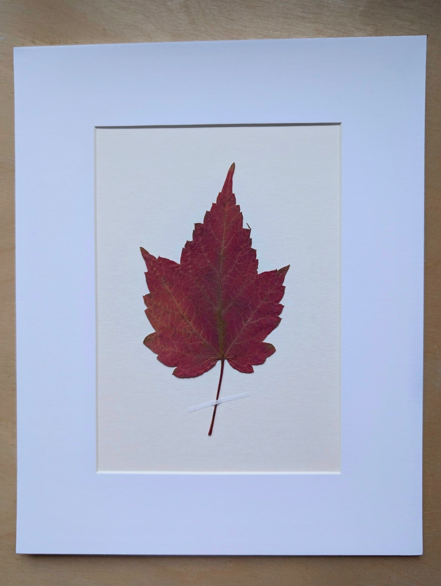 Red Maple Leaf 8x10 Botanical Art