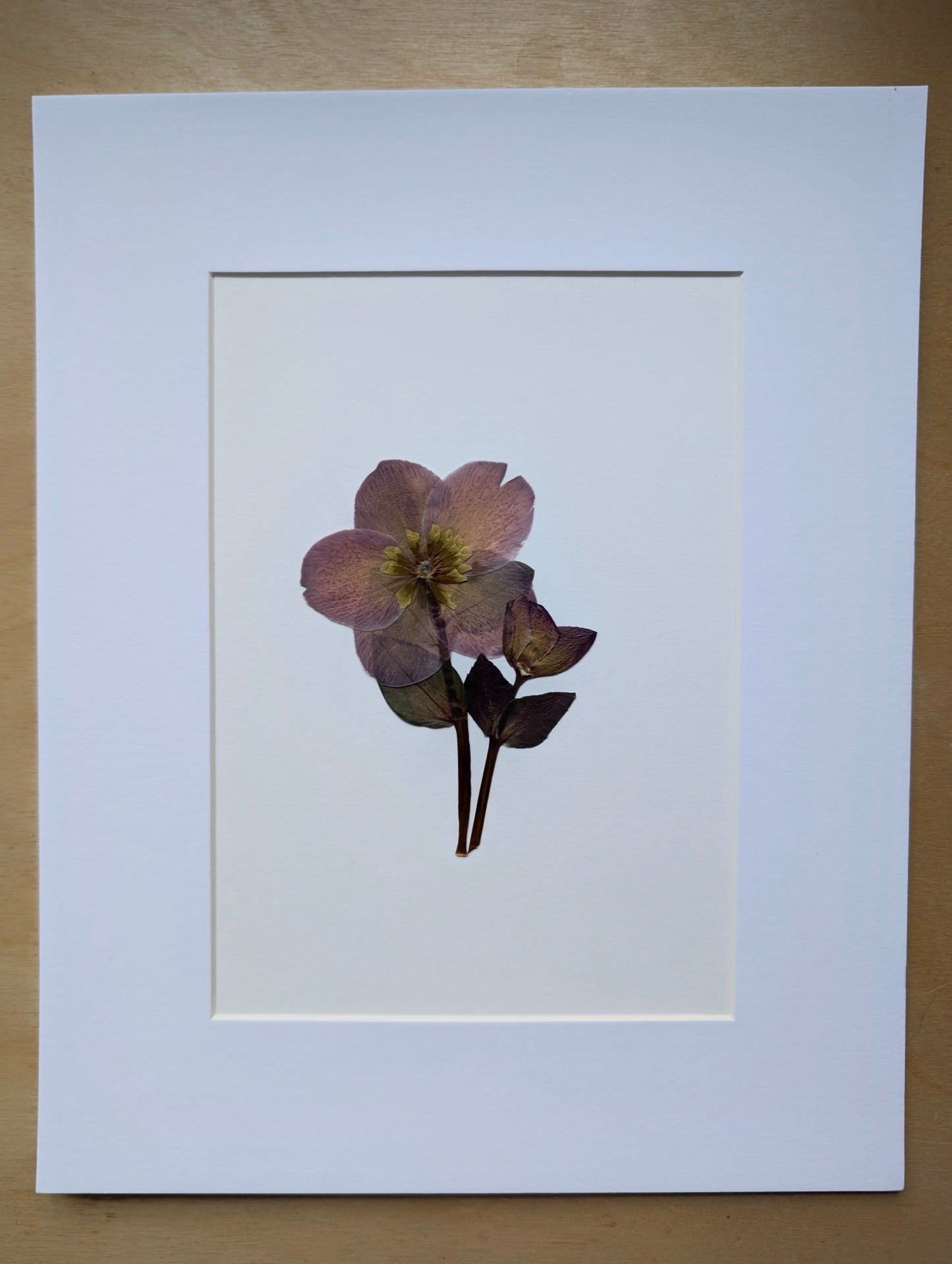 Hellebore Flowers 8x10 Botanical Art