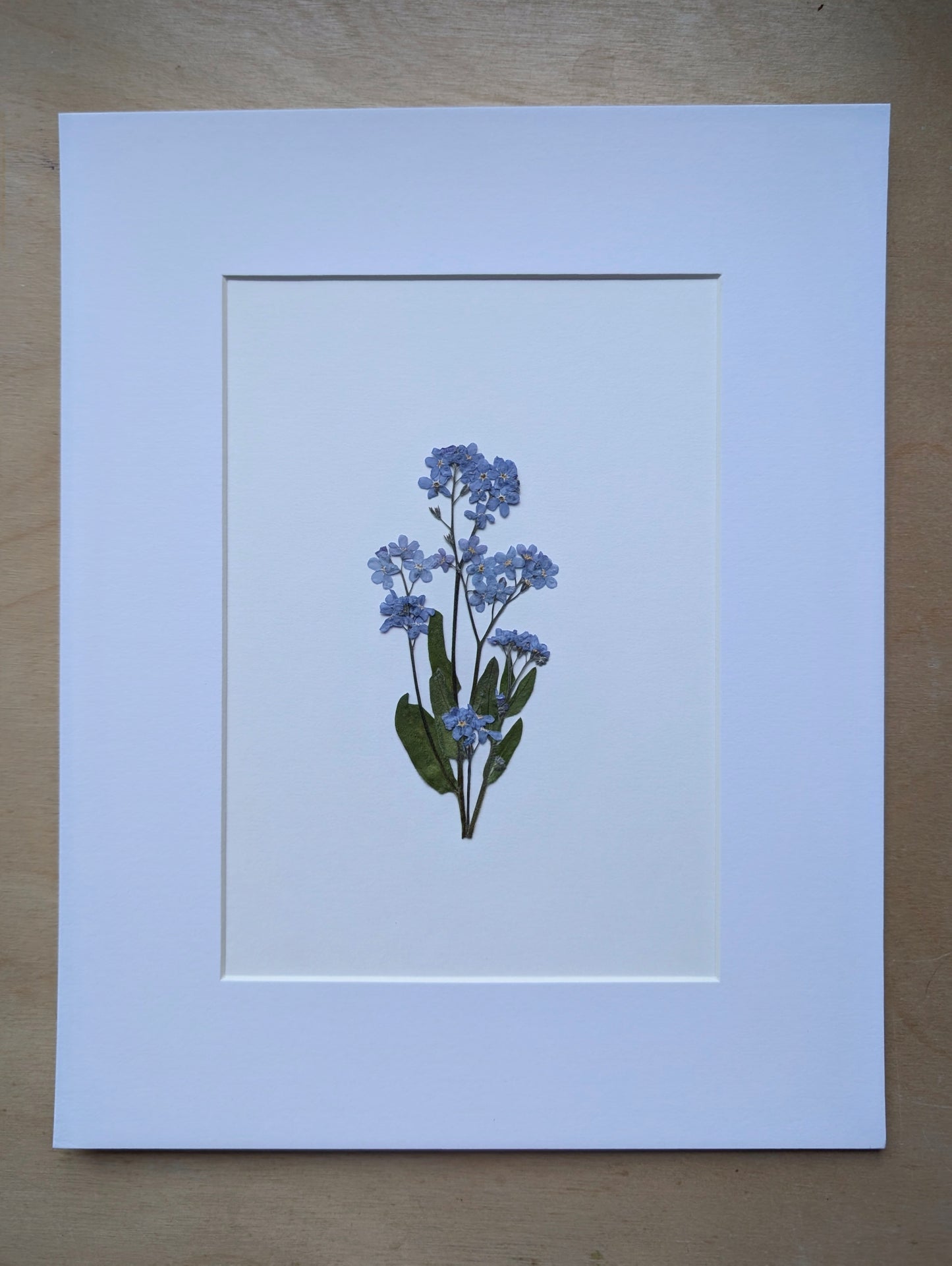 Forget Me Not 8x10 Botanical Art