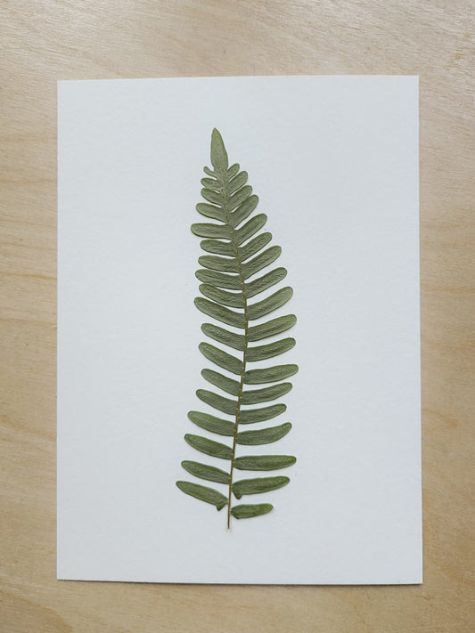 Pressed Narrow Fern - 5x7 Original