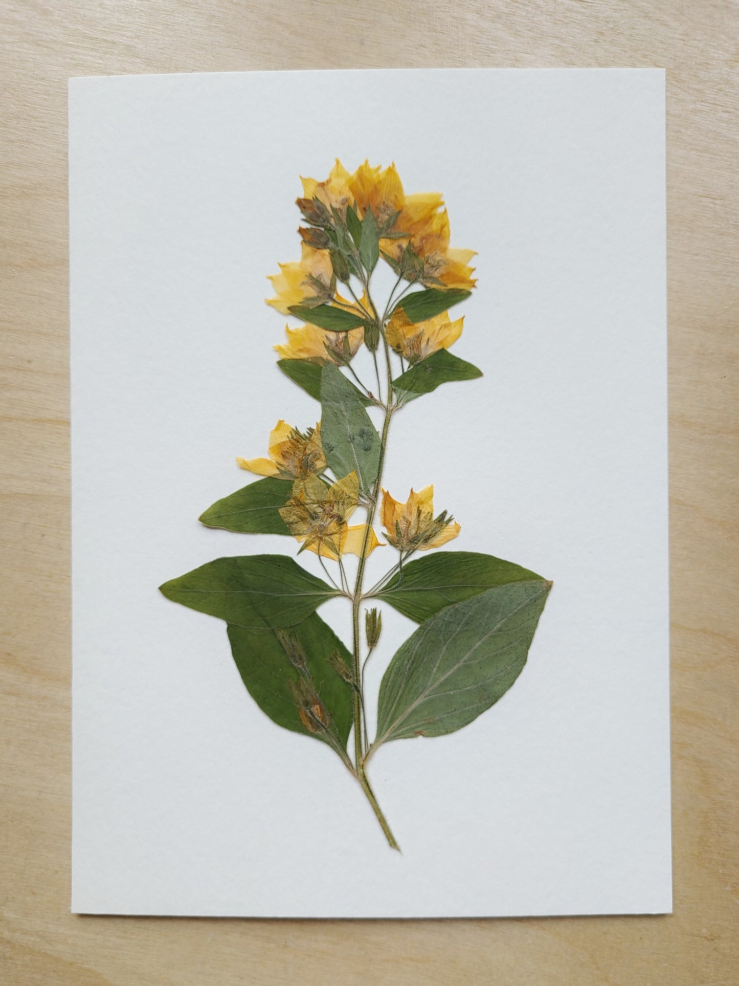 Pressed Yellow Loosestrife - 5x7 Original