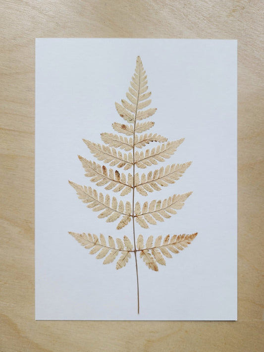 Bleached Fern - 5x7 Original