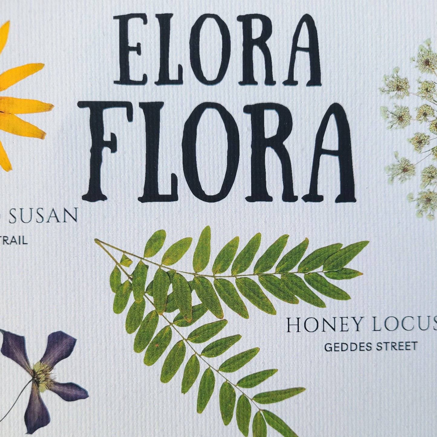 Elora Flora